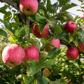 Pink Lady Apple Tree