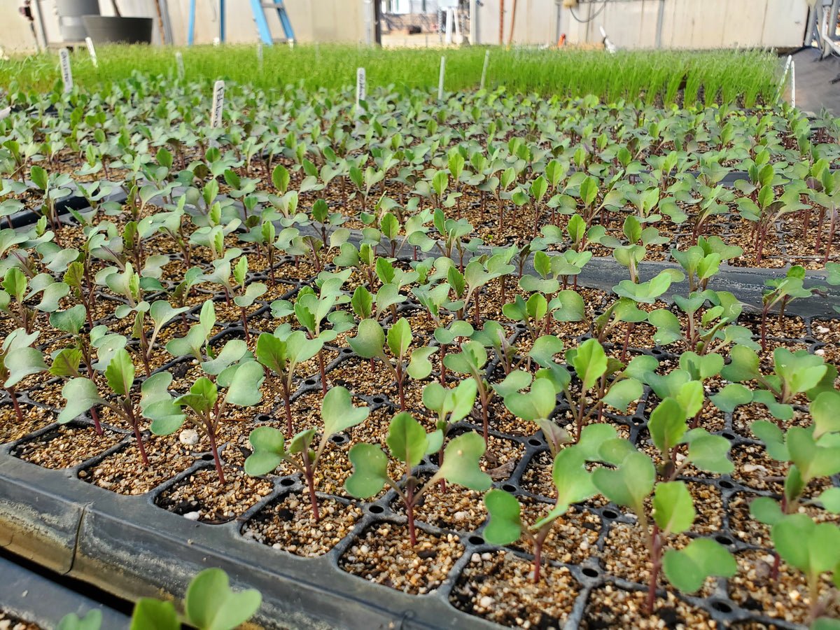 Organic Plant Starts Joe's Farm