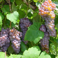 Canadice Seedless Grape Vine
