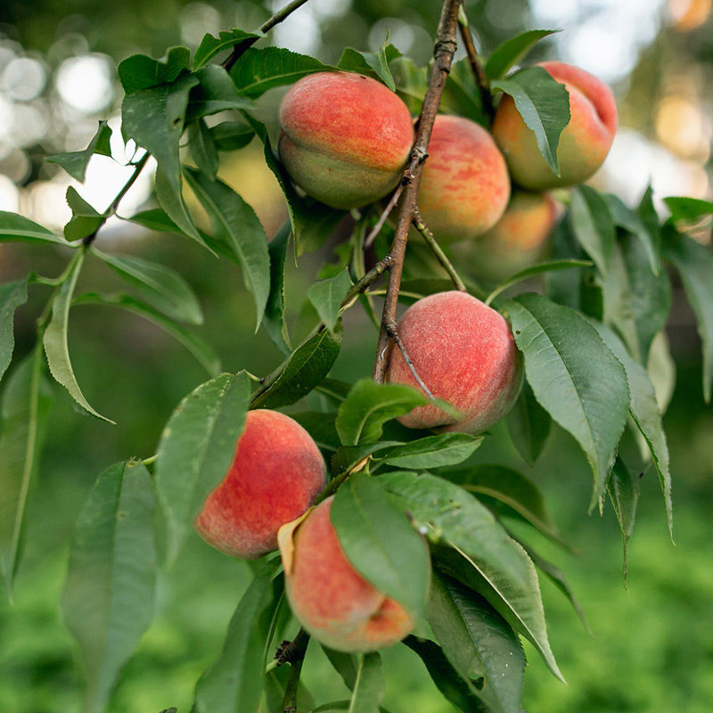 O'Henry Peaches Information and Facts