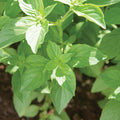 Mrs. Burns Lemon Basil Plant