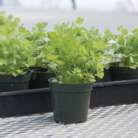 Santo Cilantro Plant