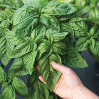 Prospera Italian Large Leaf Basil Plant