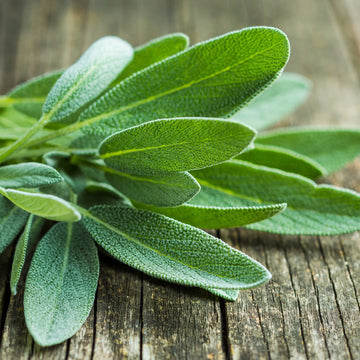 Garden Sage Plant
