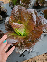 Calshot Romaine Lettuce Plant (4 pack)