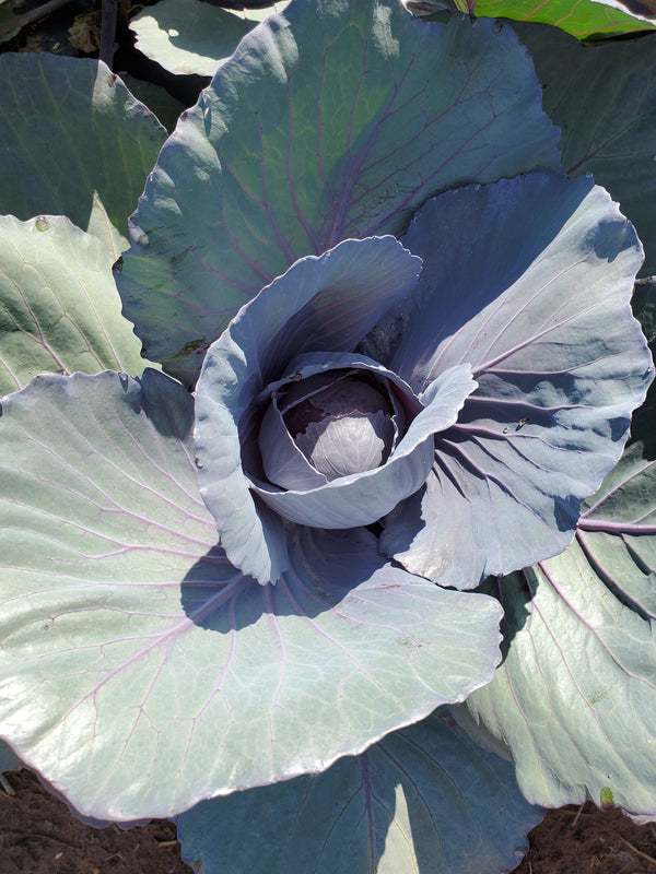 Omero Cabbage Plant