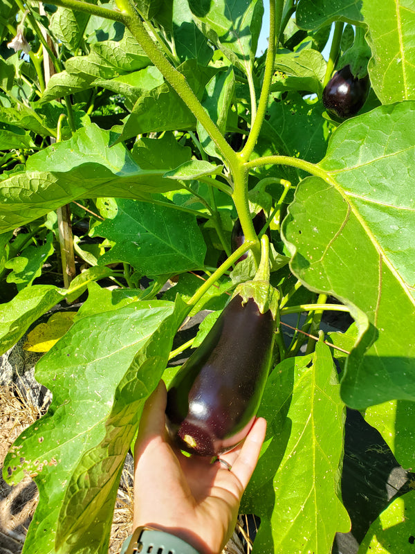 Santana Eggplant Plant