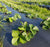 Camarosa Strawberry Plant