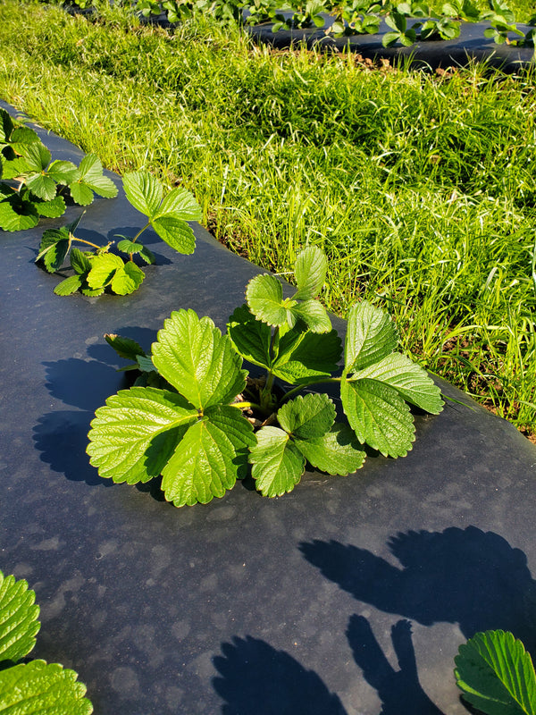 Ruby June Strawberry Plant