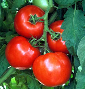 Celebrity Tomato Plant
