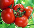 Box Car Willie Tomato Plant