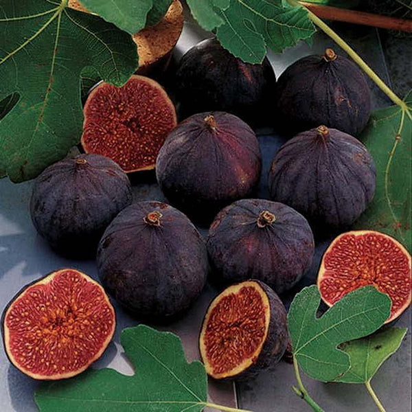 Violette de Bordeaux Fig Tree