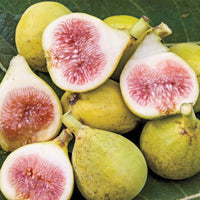 Peter's Honey Fig Tree