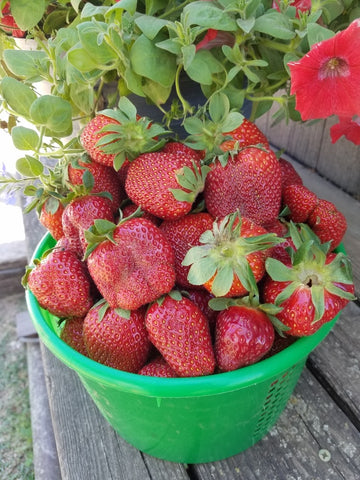 You-Pick Strawberries 4/13