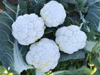 Alcala Cauliflower Plant