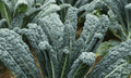 Black Jack Kale Plant