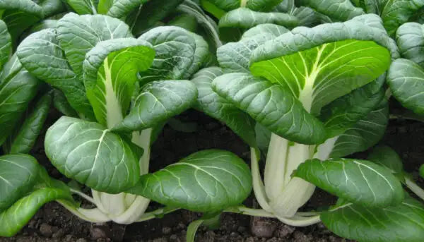 Bopak Pak Choi Cabbage Plant