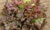 New Red Fire Lettuce Plant (4 pack)