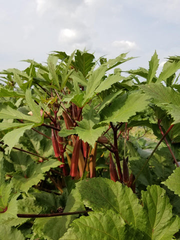 Carmine Splendor Okra Plant (3 pack)