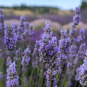 Provence Lavender Plant