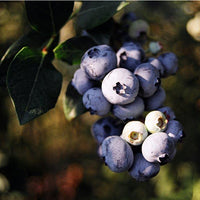 Reveille Blueberry Bush