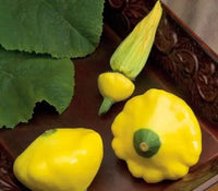 Sunburst Patty Pan Squash Plant