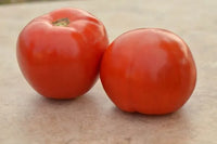 Roadster Tomato Plant