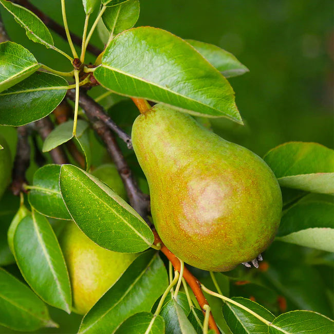 Pear Tree (Bosc)
