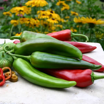 Charger Anaheim Pepper Plant