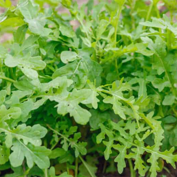 Organic Arugula, 8 oz. bag