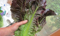 Calshot Romaine Lettuce Plant (4 pack)