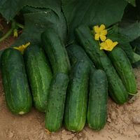 Pickle Deli Cucumber Plant