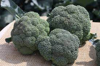 Lieutenant Broccoli Plant