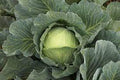 Botran Cabbage Plant