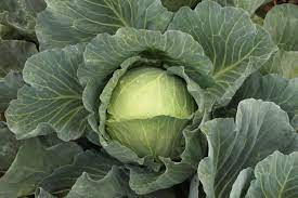 Botran Cabbage Plant