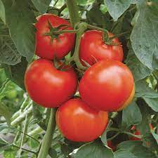 Arbason Tomato Plant