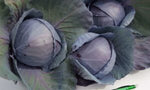 Omero Cabbage Plant