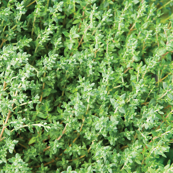 French Thyme Organic, Joe's Farm