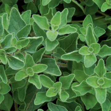Greek Oregano Plant