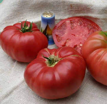 Brandywine Tomato Plant