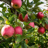 Pink Lady America brings a wealth of expertise to apples