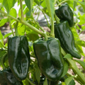 Baron Poblano Pepper Plant