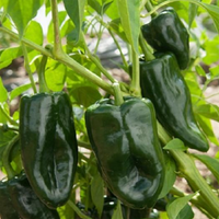 Poblano Pepper Plant