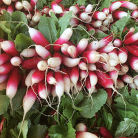 Radish French Breakfast, Joe's Farm