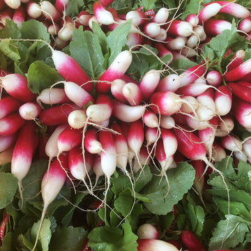 Organic French Breakfast Radish Bunch