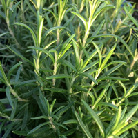 Speedy Rosemary Organically grown, Joe's Farm