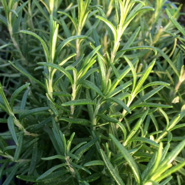 Speedy Rosemary Organically grown, Joe's Farm