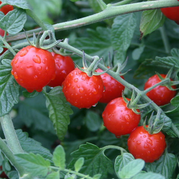 Braveheart Tomato Plant, Small