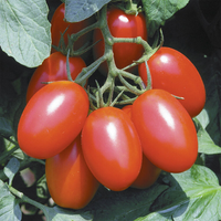 Juliet Tomato Plant, Small