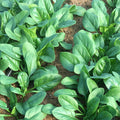 Organic Spinach, 8 oz. bag